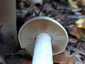 Nagy döggomba (Entoloma sinuatum), Budai-hegység